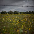2013 10-Flowers Spicewood Texas
